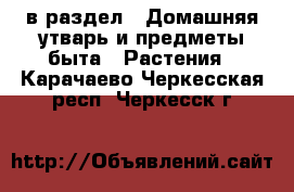  в раздел : Домашняя утварь и предметы быта » Растения . Карачаево-Черкесская респ.,Черкесск г.